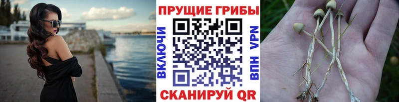 Псилоцибиновые грибы мицелий  mega сайт  Мглин 